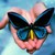 blue butterfly Avatar