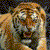 Amurski Tigar Avatar