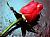 red_rose Avatar