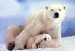 PolarBear Avatar