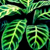 Calathea Zebrina Avatar