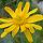 Arnica Montana Avatar