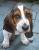 BassetDeeDee Avatar