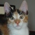 calico kitten Avatar