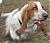 Basset Hound Avatar