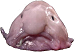 Blobfish Avatar