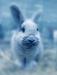 bluebunny Avatar