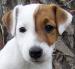 Jack Russell Avatar