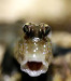 Mudskipper Avatar