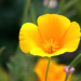 YellowPoppy Avatar