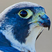 Blue Falcon Avatar