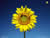 Girasole Avatar