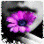 m409m Avatar