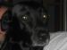dichy Avatar