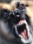 The_Rage Avatar