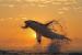 SkyShark Avatar